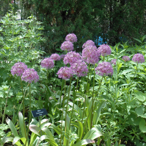 photo courtesy of NetPS Plant Finder