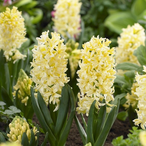 Hyacinth Bulb 5pk | Gypsy Princess