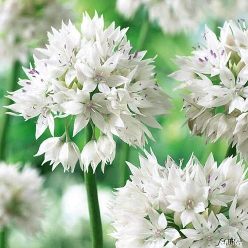 Allium Bulb 8pk | Graceful