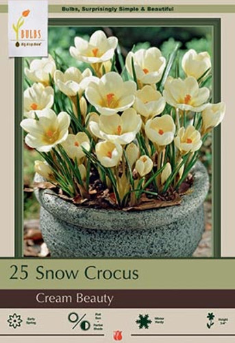 Crocus Bulb 15pk | Cream Beauty