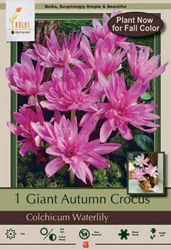 Giant Autumn Crocus Bulb 1pk | Colchicum Waterlily