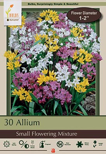 Allium Bulb 30pk | Small Flowering Mix