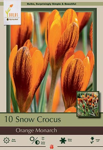 Snow Crocus Bulb 10pk | Orange Monarch