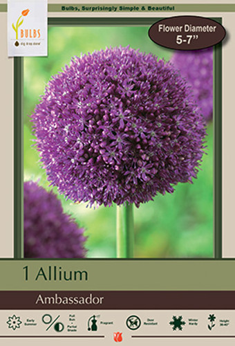 Allium Bulb 1pk | Ambassador