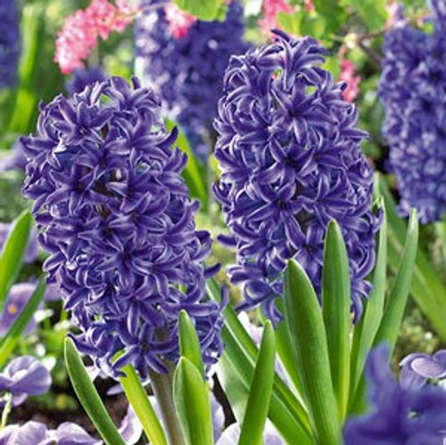 Hyacinth Bulb 5pk | Blue Jacket