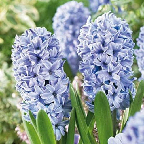 Hyacinth Bulb 5pk | Delft Blue