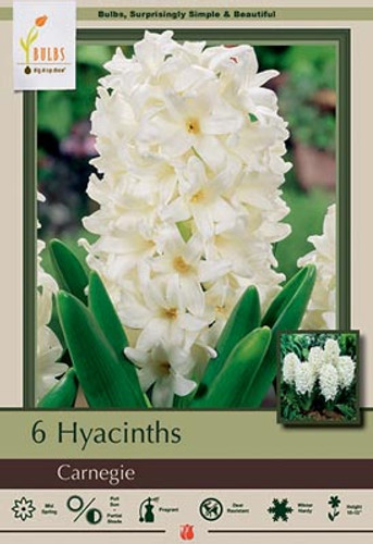 Hyacinth Bulb 5pk | Carnegie