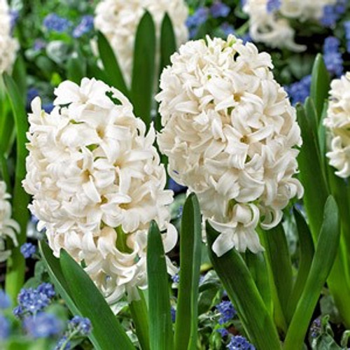 Hyacinth Bulb 5pk | Carnegie