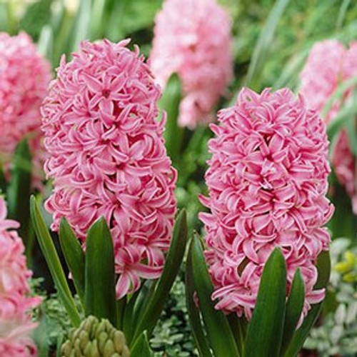 Hyacinth Bulb 5pk | Pink Pearl