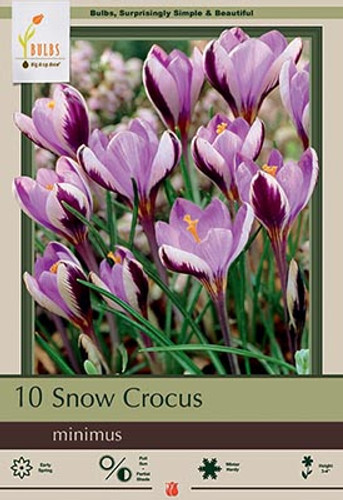 Crocus Bulb 10pk | Minimus