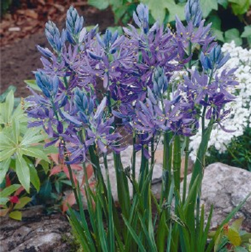 Camas Lily Bulb 20pk