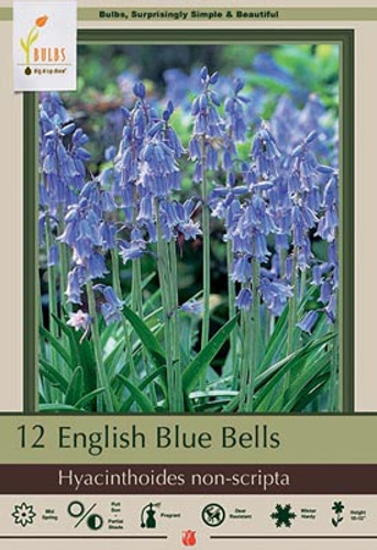 English Blue Bells Bulb 10pk
