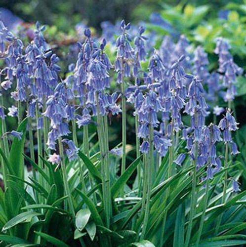 English Blue Bells Bulb 10pk