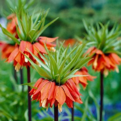 Red Crown Imperial Bulb 1pk