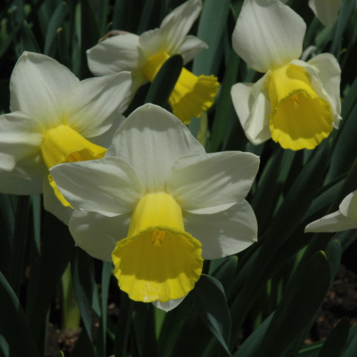 photo courtesy of NetPS Plant Finder