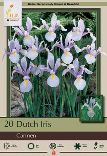 Dutch Iris Bulb 20pk | Carmen
