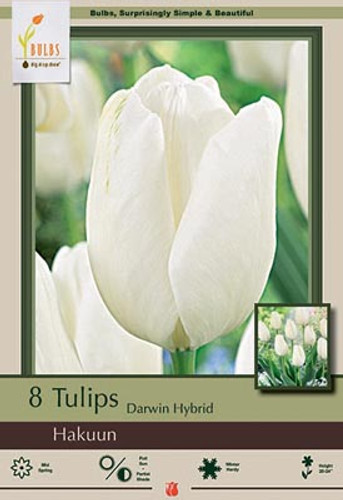 Tulip Bulb 7pk | Hakuun