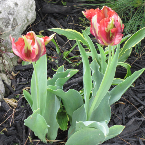 photo courtesy of NetPS Plant Finder