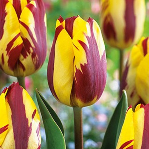 Tulip Bulb 7pk | Helmar