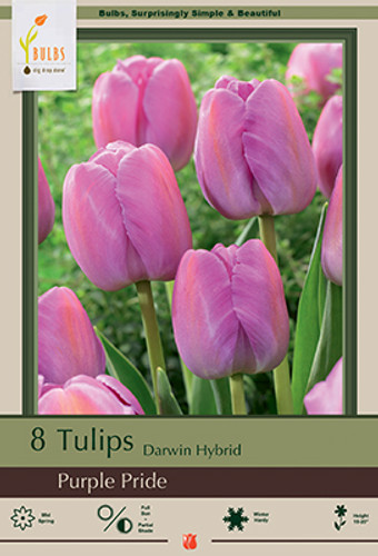 Tulip Bulb 7pk | Purple Pride