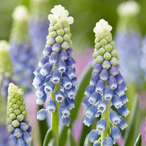 Grape Hyacinth Bulb 12pk | Julia