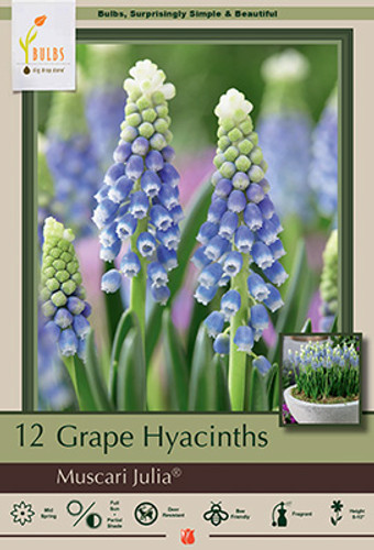 Grape Hyacinth Bulb 12pk | Julia