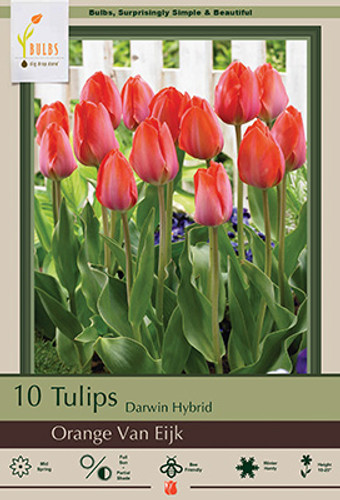 Tulip Bulb 7pk | Orange Van Eijk