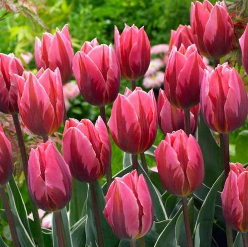 Tulip Bulb 7pk | Pretty Princess