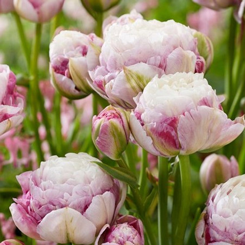 Tulip Bulb 7pk | Double Surprise