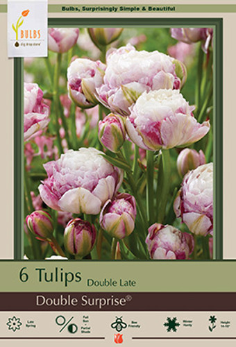 Tulip Bulb 7pk | Double Surprise