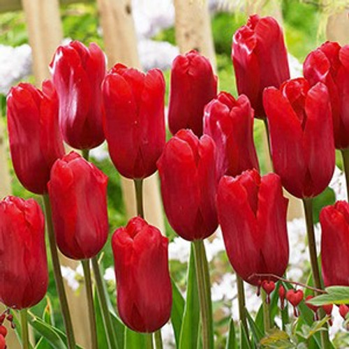 Tulip Bulb 7pk | Ariel