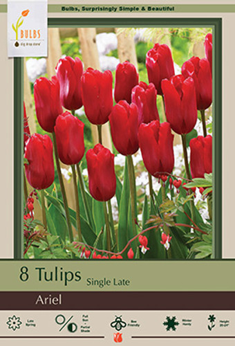 Tulip Bulb 7pk | Ariel
