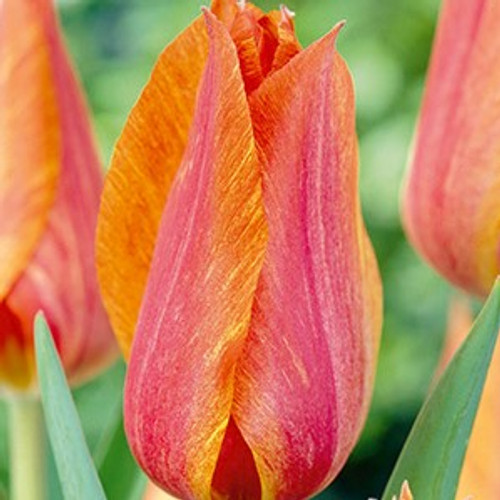 Tulip Bulb 7pk | El Nino