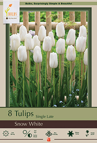 Tulip Bulb 7pk | Snow White