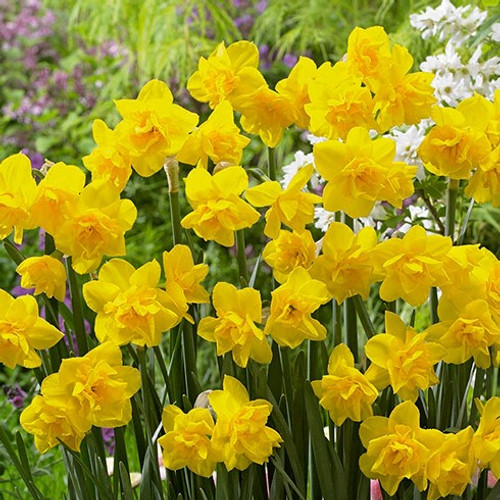 Narcissus Bulb 7pk | Golden Delicious