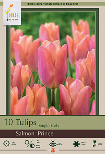 Tulip Bulb 7pk | Salmon Prince