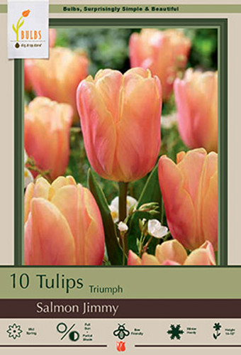 Tulip Bulb 7pk | Salmon Jimmy