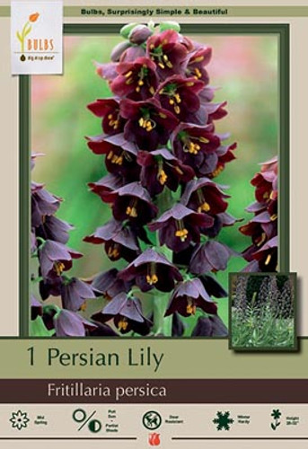 Persian Lily Bulb 1pk