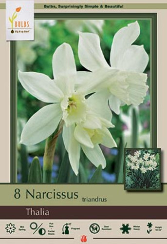 Narcissus Bulb 7pk | Thalia Narcissus Bulb 7pk | Thalia