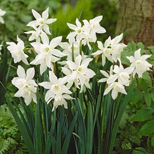 Narcissus Bulb 7pk | Thalia Narcissus Bulb 7pk | Thalia