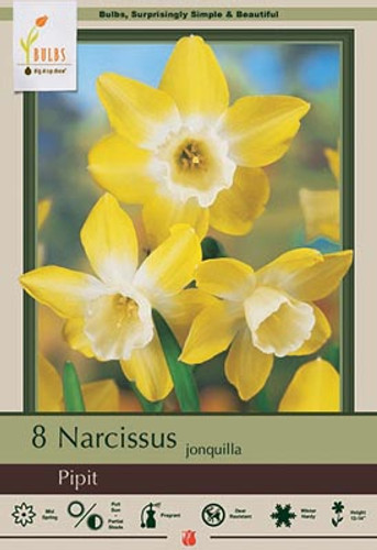 Narcissus Bulb 7pk | Pipit Narcissus Bulb 7pk | Pipit