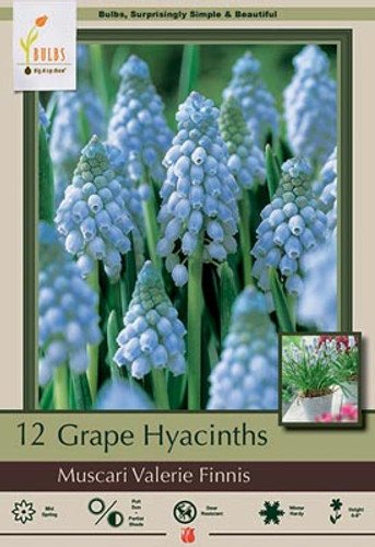 Grape Hyacinth Bulb 15pk | Valerie Finnis Grape Hyacinth Bulb 15pk | Valerie Finnis