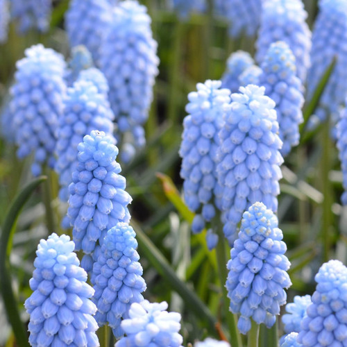 Grape Hyacinth Bulb 15pk | Valerie Finnis Grape Hyacinth Bulb 15pk | Valerie Finnis