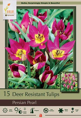 Tulip Bulb 15pk | Persian Pearl Tulip Bulb 15pk | Persian Pearl