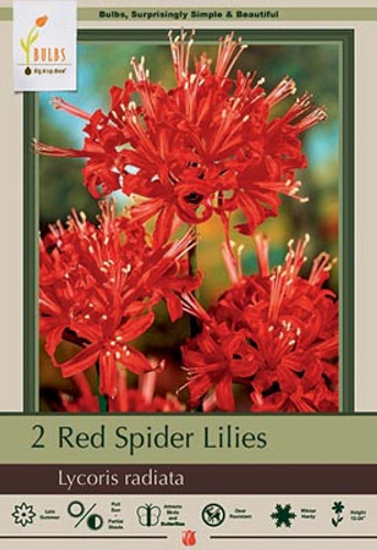 Spider Lily Bulb 2pk | Red