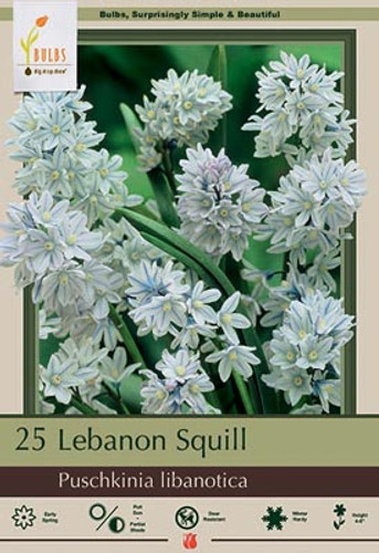 Lebanon Squill Bulb 20pk