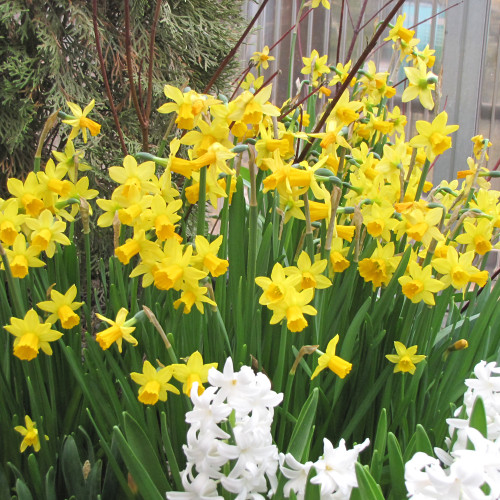 photo courtesy of NetPS Plant Finder