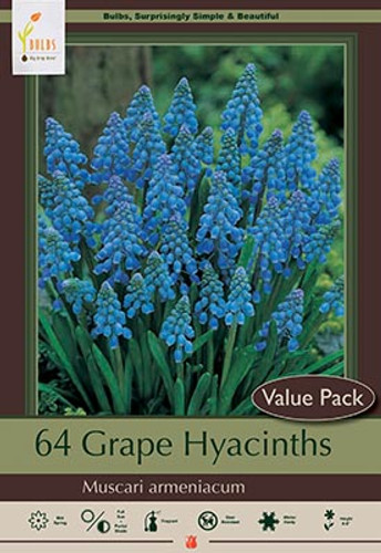 Grape Hyacinth Bulb 64pk