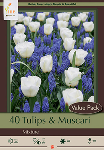 Tulip & Muscari Mix - 36pk
