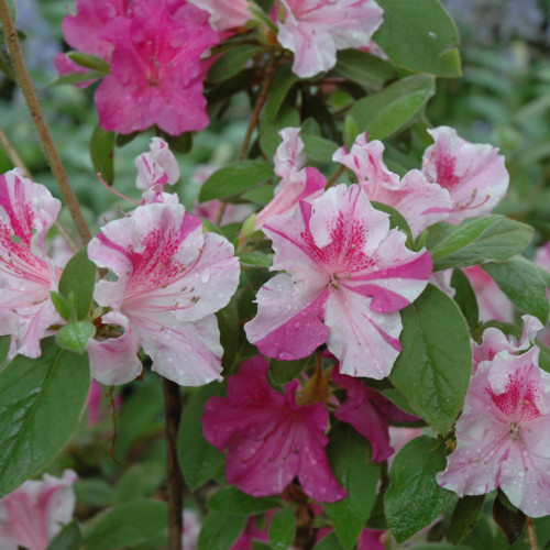 photos courtesy of NetPS Plantfinder